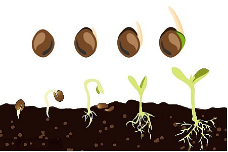 Как надо проращивать семена конопли картинка наркотики рисунки