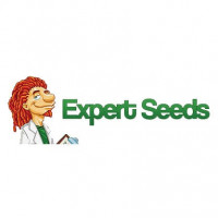 Expert Haze Feminised Seeds