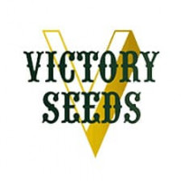 White Widow Auto Feminised Seeds