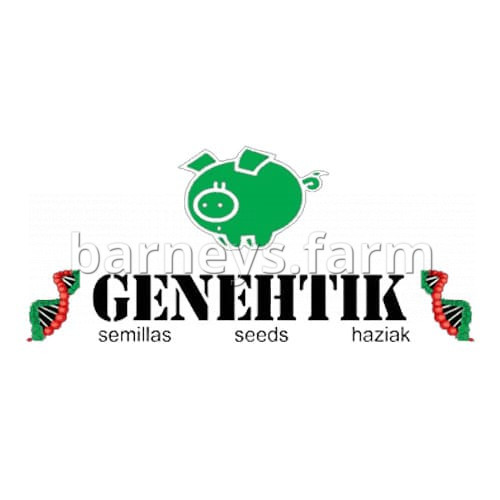 Txomango Feminised Seeds
