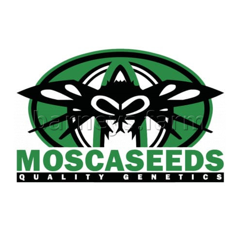 Raspberry Moonshine Regular Seeds - 12