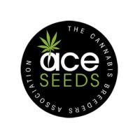 CBD #1 Feminised Seeds