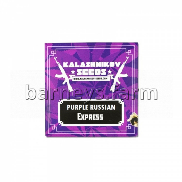 Purple Russian Express Feminised Seeds