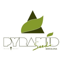 White Widow Auto Feminised Seeds