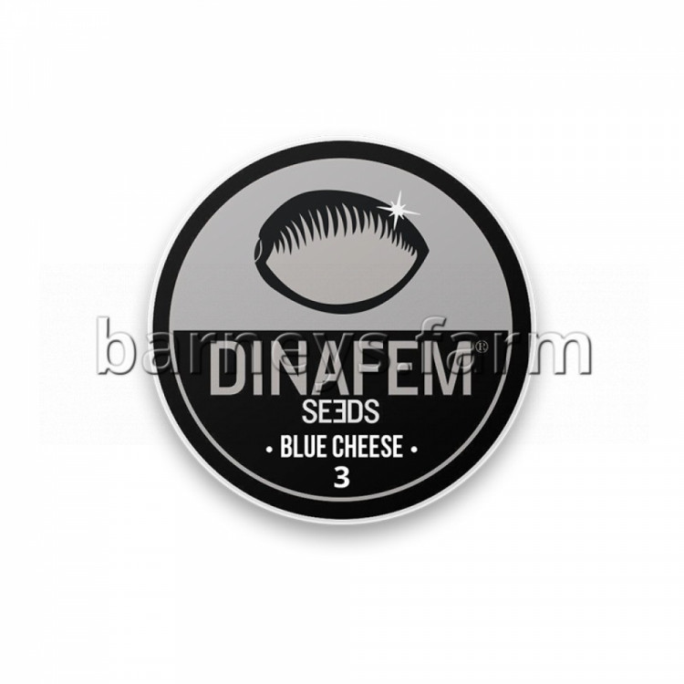 Blue Cheese Feminised Seeds - BULK x 100