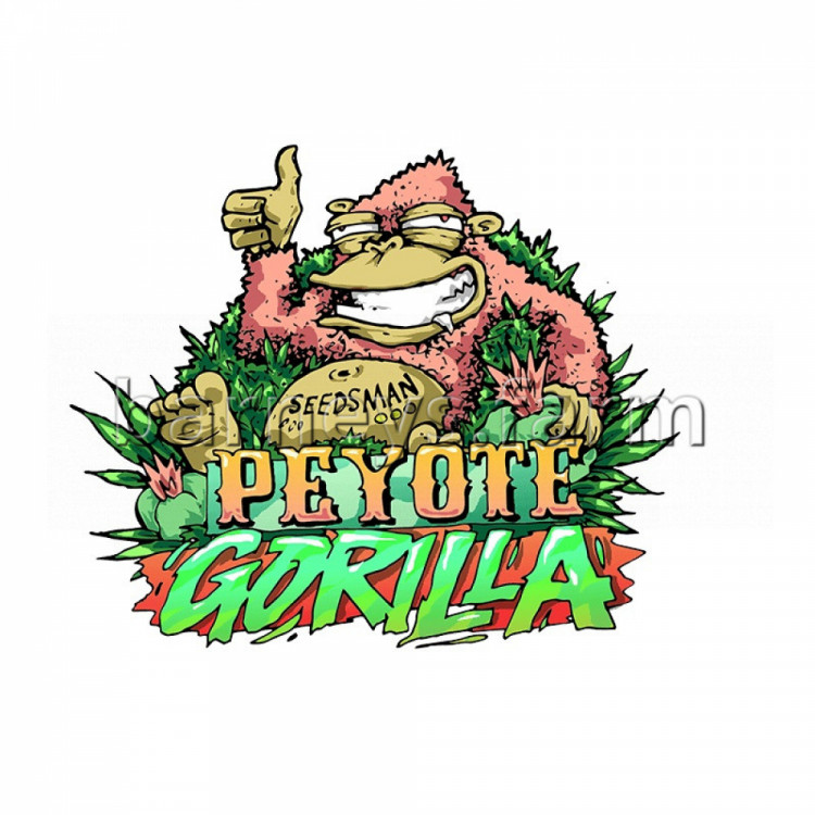 Peyote Gorilla Feminised Seeds - BULK x 100
