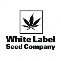 White Widow Feminised Seeds