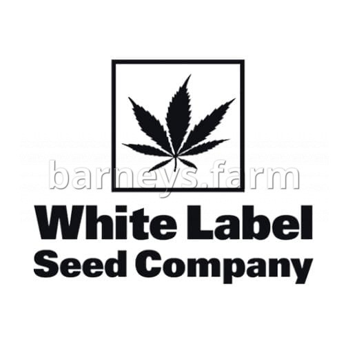 White Widow Feminised Seeds