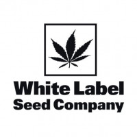 White Diesel Feminised Seeds