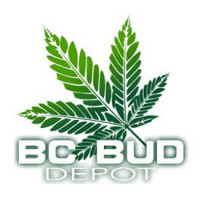 BC God Bud Regular Seeds - 12