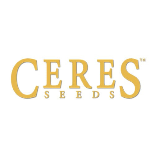 White Widow Feminised Seeds