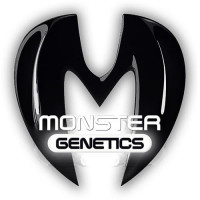 VAULT - Monster Gorilla Glue Feminised Seeds - Monster Genetics