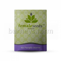 Purple Maroc Feminised Seeds