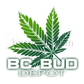 God Bud CBD Regular Seeds - 12