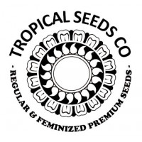 Afrokush Feminised Seeds
