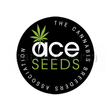 Lebanese Regular Seeds