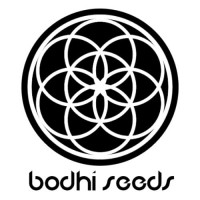 Time Bandit Regular Seeds - 11