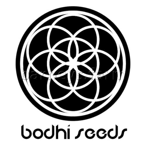 Time Bandit Regular Seeds - 11