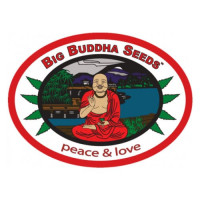 Buddha Haze Feminised Seeds