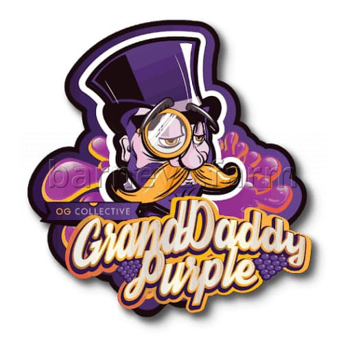 Grand Daddy Purple Bay Dream - 10 Regular Seeds