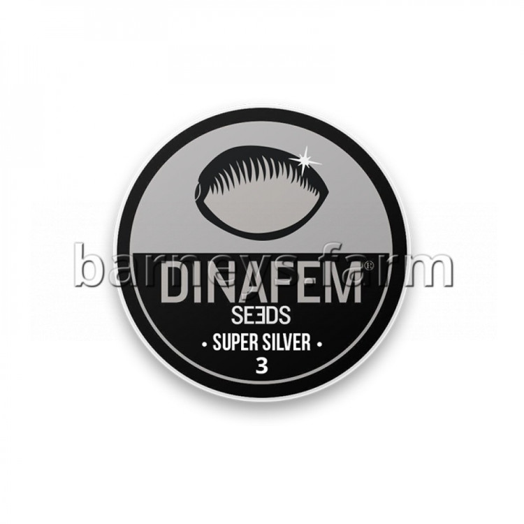 Super Silver Haze OG Feminised Seeds - BULK