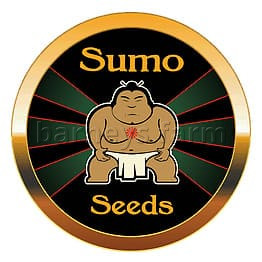 Sumo's Big Bud Feminised Seeds - 3