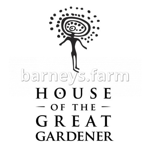 Barbara Bud Regular Seeds - 11