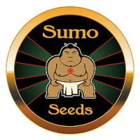 Sumo's OG Kush Feminised Seeds - 3