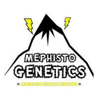 4 Assed Monkey Auto Feminised Seeds