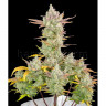 Gorilla Cookies Auto Feminised Seeds