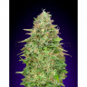 Critical Poison FAST Feminised Seeds
