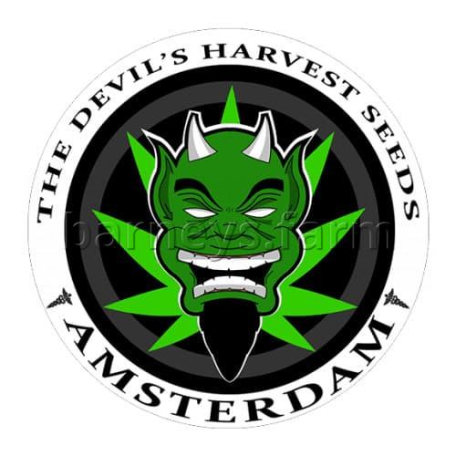 Hell's Bells Regular Seeds - 10