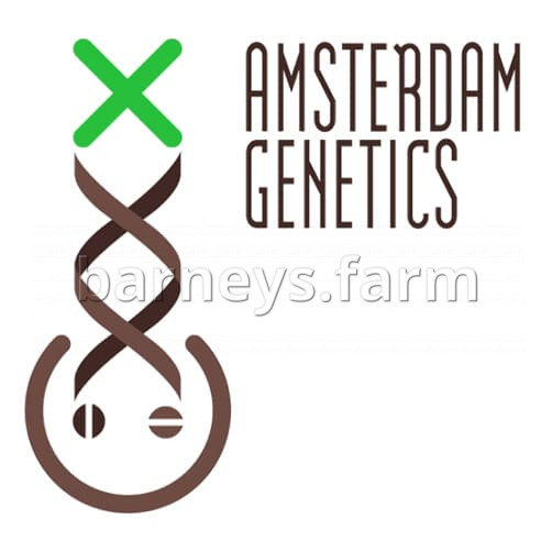 Compromise CBD Feminised Seeds (version 2)