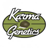 Karma OG Regular Seeds - 12