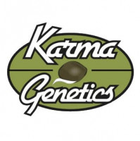 Biker Kush V2.0 Regular Seeds
