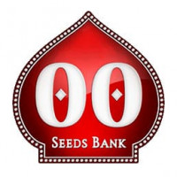 White Widow Feminised Seeds