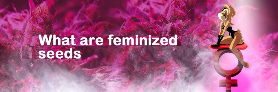 What are feminized cannabis seeds?