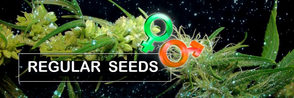 What are regular cannabis seeds?