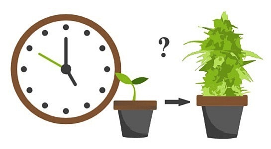 How long the plant of marijuana grows