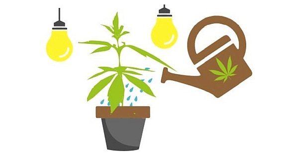 How to water cannabis plants indoor